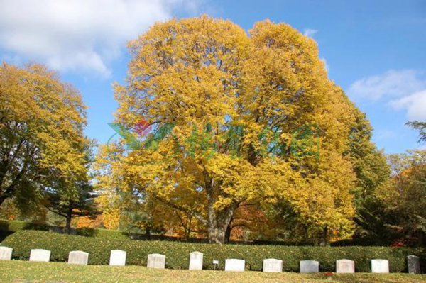 英国·威廉希尔(williamhill)唯一中文官方网站