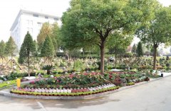 以树为碑：：：生命的另一种生长